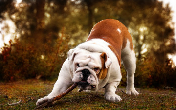 Картинка животные собаки фон собака палка