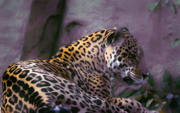 Картинка животные Ягуары ягуар