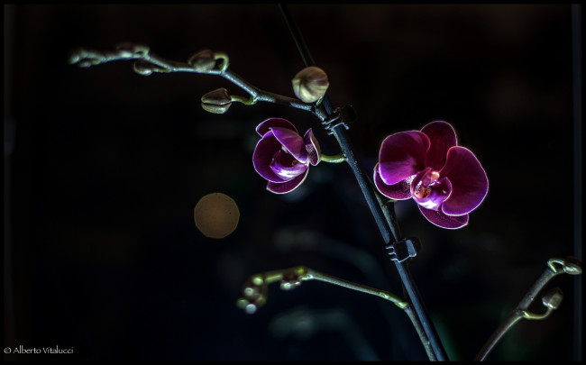 Обои картинки фото цветы, орхидеи, лиловый, ветка