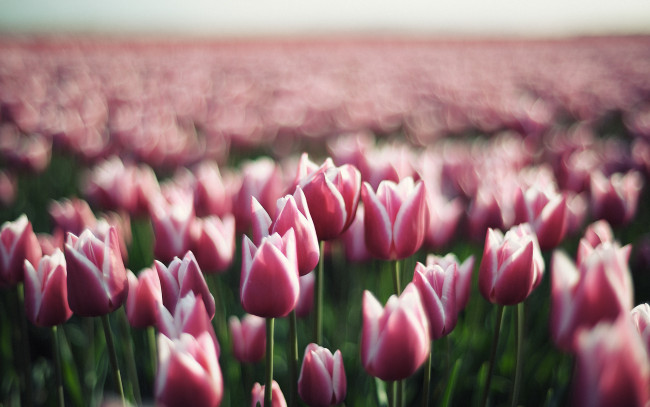 Обои картинки фото цветы, тюльпаны, поле, розовые
