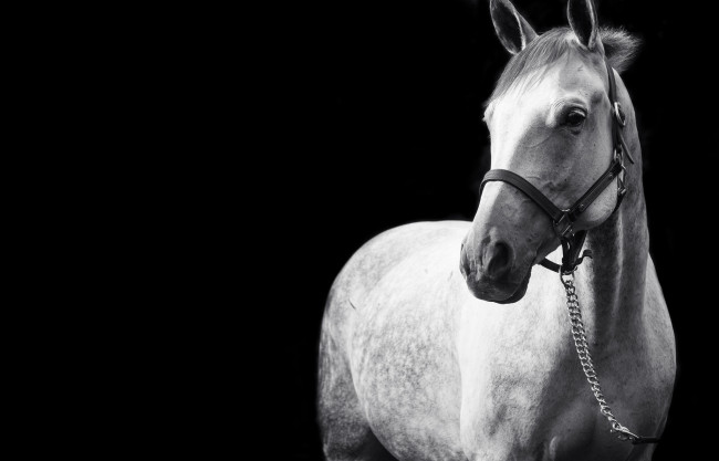Обои картинки фото животные, лошади, красавец, белый