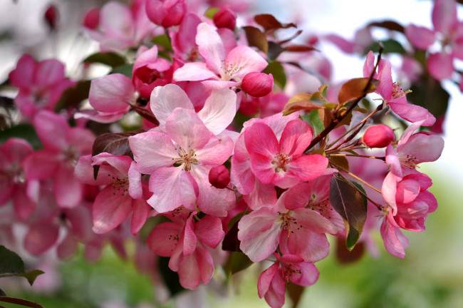 Обои картинки фото цветы, цветущие, деревья, кустарники, весна, розовый