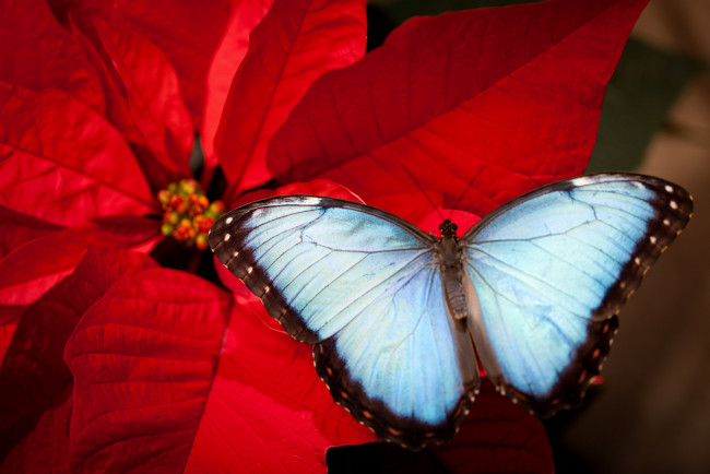 Обои картинки фото животные, бабочки, крылья, пуансеттия