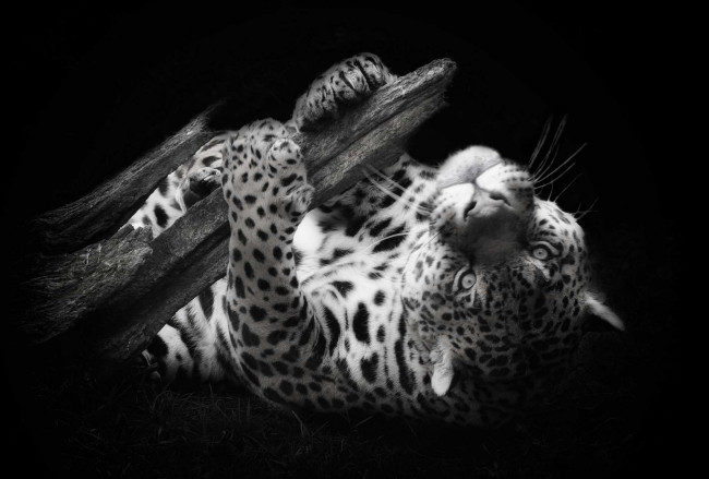 Обои картинки фото животные, Ягуары, морда, ветка
