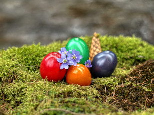 Картинка праздничные пасха цветы яйца мох шишка
