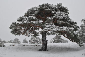 Картинка природа зима снег сосна крона