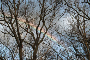 Картинка природа радуга деревья осень ветви небо
