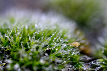 Картинка природа макро трава капли