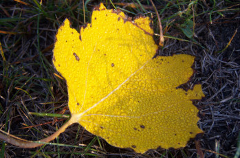 Картинка природа листья утро тополиный роса лист жёлтый ракушка