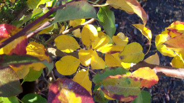 Картинка природа листья ветка осень солнце сияние жёлтые