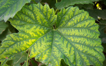 Картинка природа листья лист полосатый зелёный