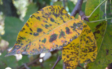 Картинка природа листья рябые веточка осенние