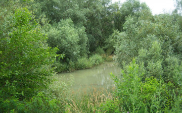 Картинка природа реки озера озеро кусты деревья зелень вода пейзаж