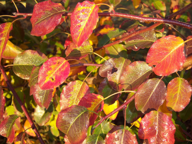 Обои картинки фото природа, листья, красно-жёлтые, яркие, осень, роса, утро