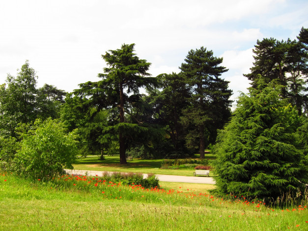 Обои картинки фото richmond,  england, природа, парк, кусты, деревья, дорожки, англия, england