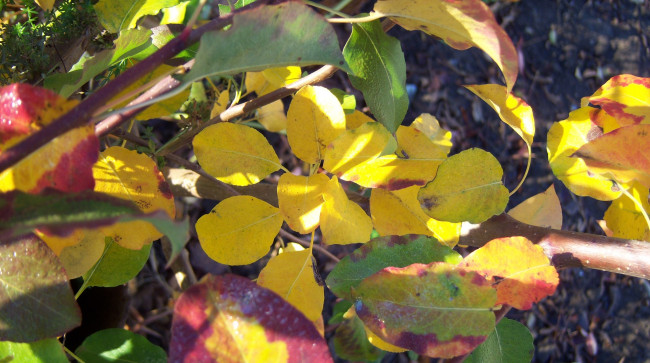 Обои картинки фото природа, листья, ветка, осень, солнце, сияние, жёлтые
