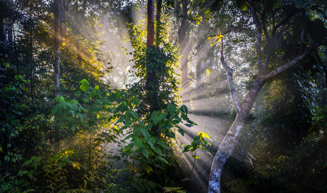 Обои картинки фото природа, лес, заросли, кроны, свет, лучи