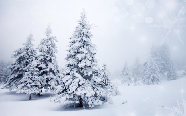 Обои картинки фото природа, зима, пейзаж, деревья, снежинки, боке, ели, ёлки, елки, снег, фон