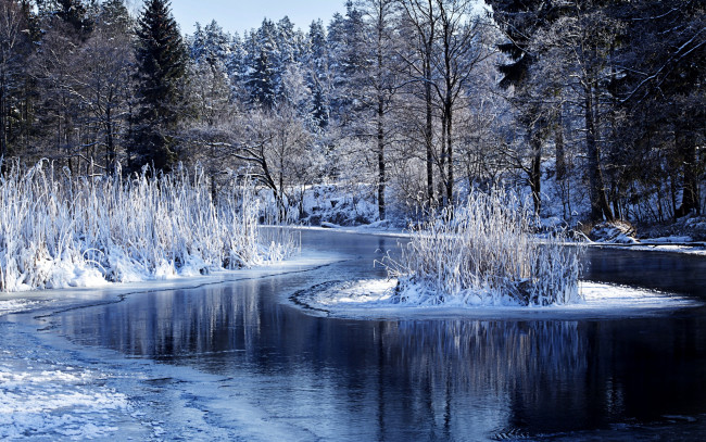 Обои картинки фото природа, зима, вода, деревья, озеро, лес, кусты, снег