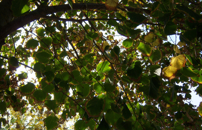 Обои картинки фото природа, листья, осень, дерево