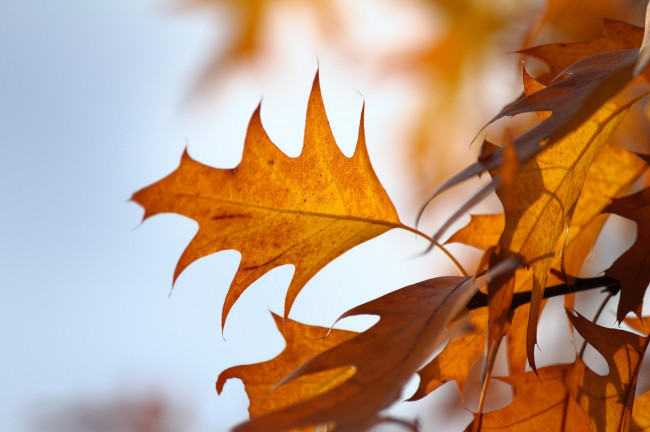 Обои картинки фото природа, листья, осень, небо
