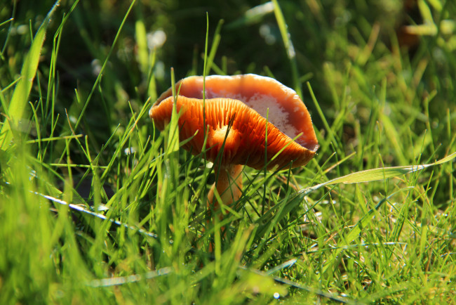 Обои картинки фото природа, грибы, трава, гриб