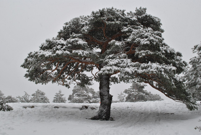Обои картинки фото природа, зима, снег, сосна, крона