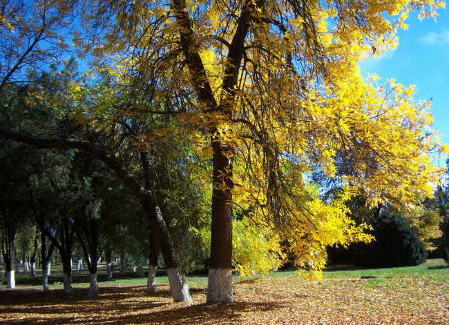 Обои картинки фото природа, парк, осень, дерево, жёлтые, листья, солнечно