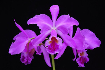 Картинка цветы орхидеи макро природа растение лепестки орхидея