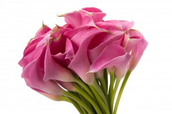 Картинка цветы каллы розовый