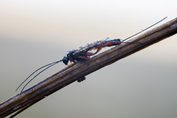 Картинка животные насекомые травинка насекомое утро фон макро