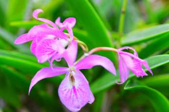 Картинка цветы орхидеи макро природа растение лепестки листья орхидея