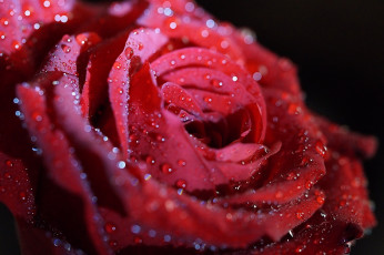 Картинка цветы розы макро блики блеск капли лепестки красный