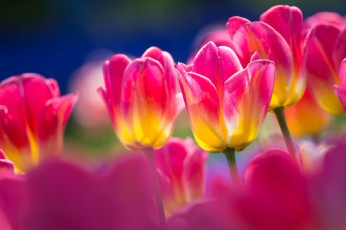 Картинка цветы тюльпаны стебель природа макро лепестки