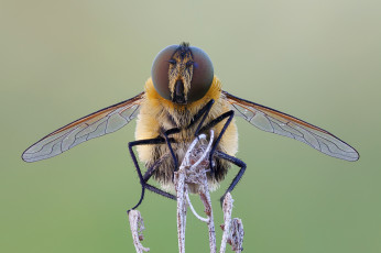 Картинка животные насекомые насекомое травинка макро муха фон