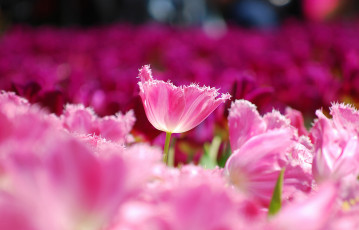 Картинка цветы тюльпаны розовые лепестки поле макро размытость