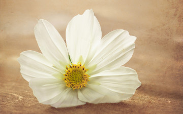 Картинка цветы космея поверхность обработка макро белый цветок