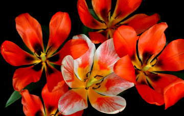 Картинка цветы тюльпаны макро лепестки природа