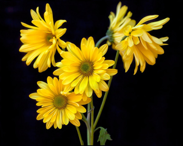 Обои картинки фото цветы, хризантемы, лепестки, желтые, ромашки, черный, фон