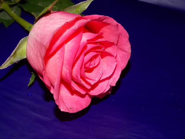 Обои картинки фото цветы, розы, розовая, роза