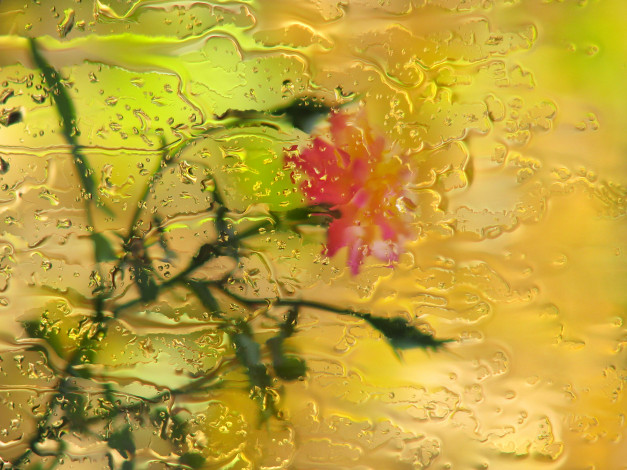 Обои картинки фото разное, капли,  брызги,  всплески, дождь, боке, роза, цветы, стекло
