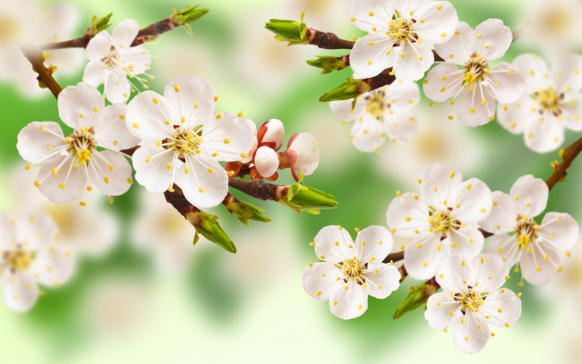 Обои картинки фото цветы, цветущие деревья ,  кустарники, листья, яблоня, ветка, дерево, весна