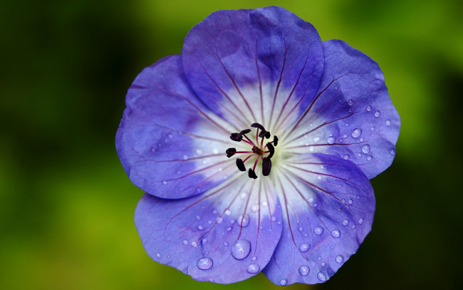 Обои картинки фото цветы, герань, журавельник, сине-белый, цветок, лепестки, капельки