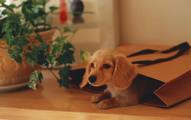 Обои картинки фото животные, собаки, щенок, растение, пакет, такса, собака, цветок