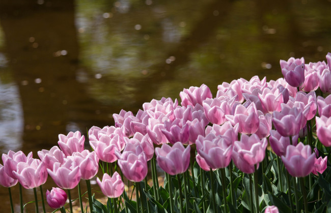 Обои картинки фото цветы, тюльпаны, розовые, лепестки, парк, пруд, берег, блики