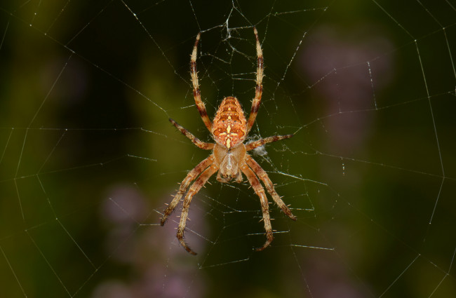 Обои картинки фото животные, пауки, сеть, паук