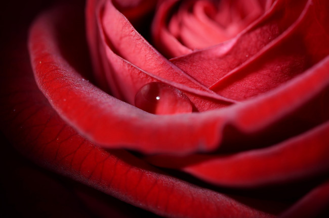 Обои картинки фото цветы, розы, капелька, макро, красный, лепестки