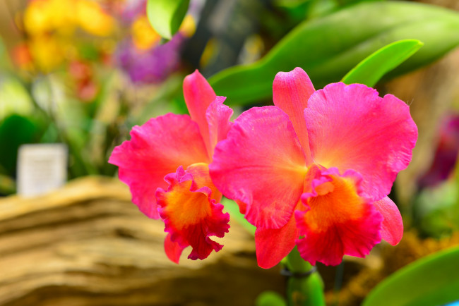 Обои картинки фото цветы, орхидеи, макро, природа, растение, лепестки, орхидея