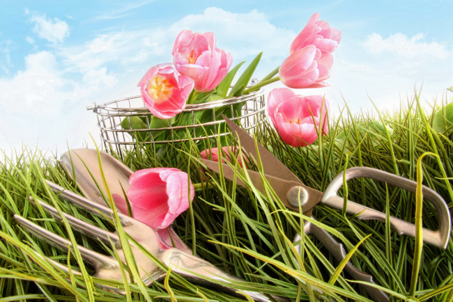 Обои картинки фото цветы, тюльпаны, ножницы, трава