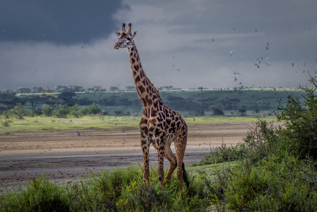 Обои картинки фото животные, жирафы, жираф, саванна